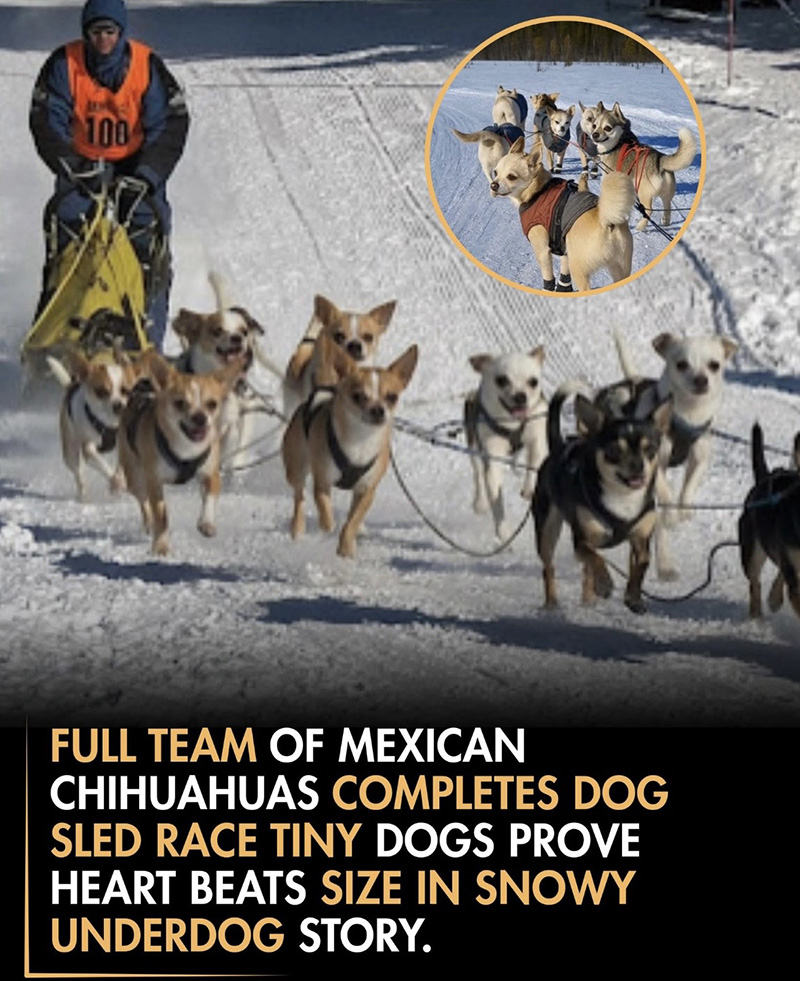 ai sled dogs