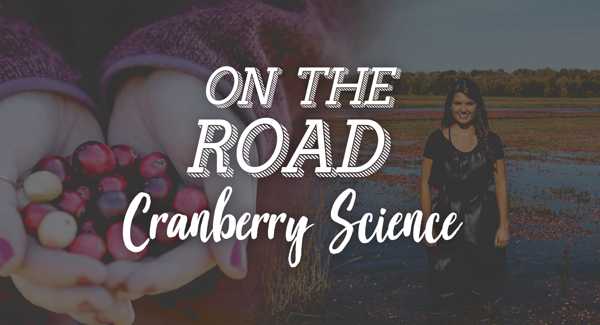 On the Road with Lauren: Cranberry Science and a Splash of Red